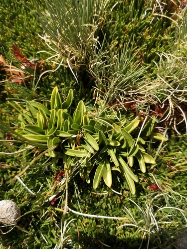 Gentianella ottonis, photograph 3