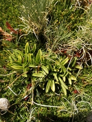 Gentianella ottonis, photograph Aira Francisca Faúndez Fallau, CC BY, iNaturalist via GBIF