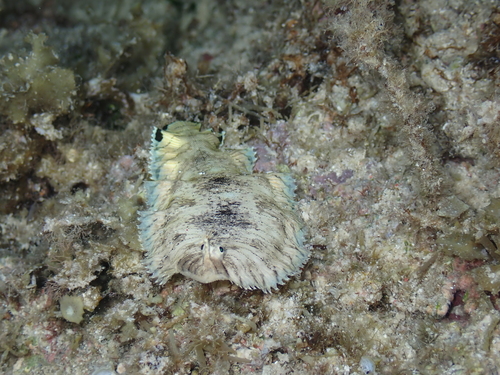 Banded sole (Soleichthys heterorhinos) — Soleidae — 4