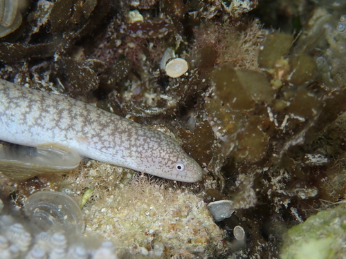 Little moray (Gymnothorax richardsonii) — Muraenidae