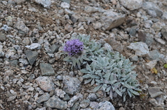 Saussurea gnaphalodes