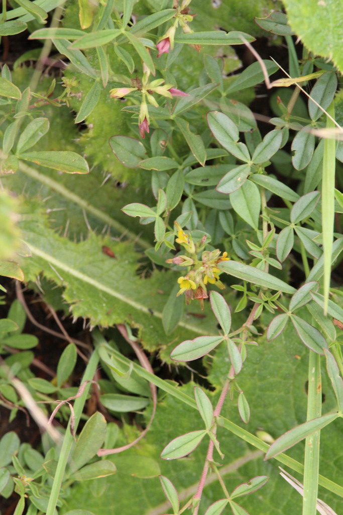 Listia marlothii