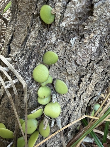 Pyrrosia nummulariifolia observed 2026-01-19