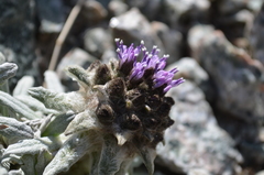 Saussurea gnaphalodes