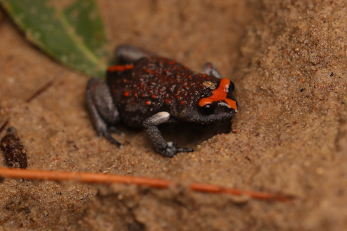 Hawksburgy Toadlet, Pseudophryne australis