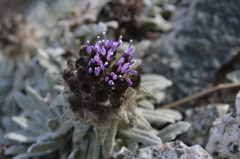 Saussurea gnaphalodes