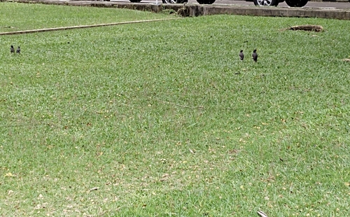 Acridotheres javanicus