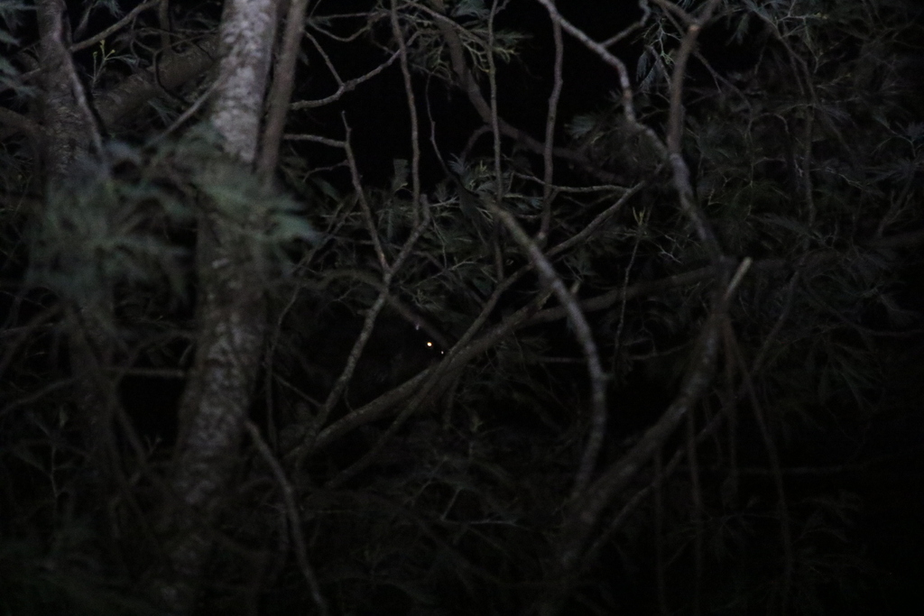 Mountain Brush-tailed Possum
