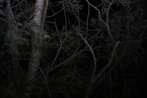 Mountain Brush-tailed Possum