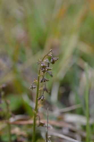 Thalictrum alpinum iNat (2)