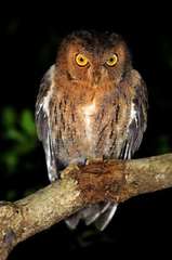 Otus rutilus rutilus