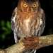Malagasy Scops-Owl - Photo (c) Dr Mark D. Scherz, some rights reserved (CC BY-NC-ND)