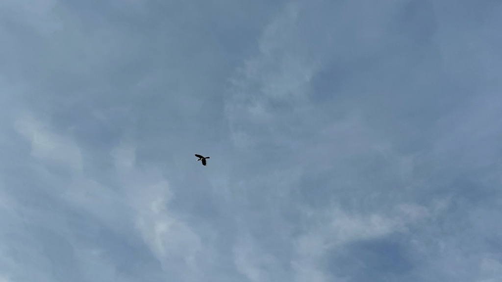 Oriental Pied Hornbill (Anthracoceros albirostris)