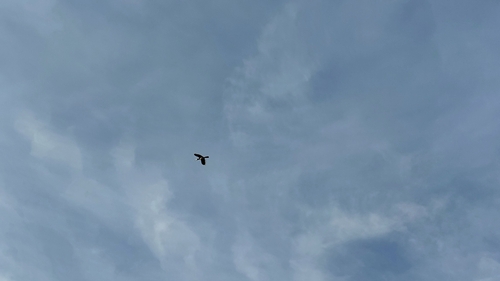 Anthracoceros albirostris