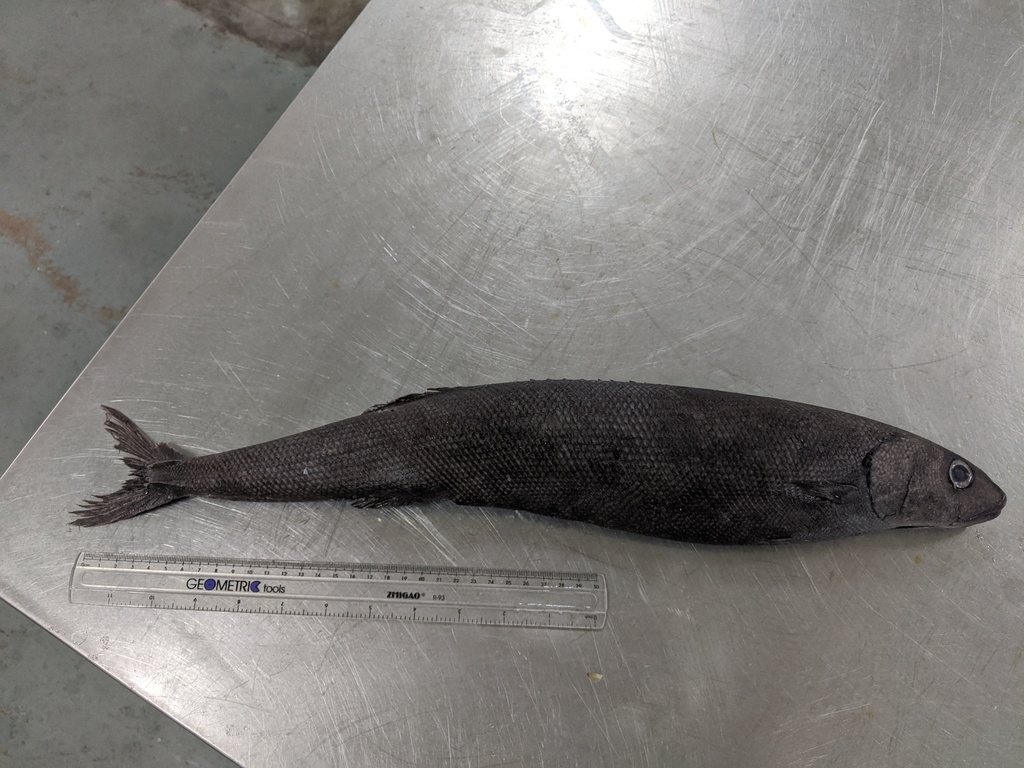 Smalleye Squaretail