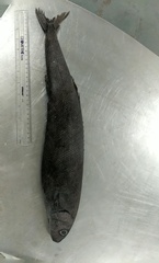 Tetragonurus cuvieri