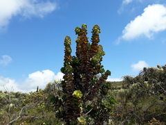 Hakea victoria