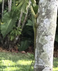 Anolis richardii