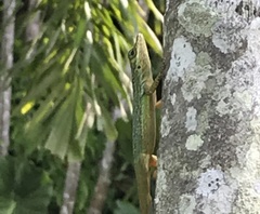 Anolis richardii