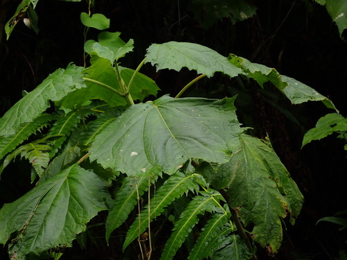 Image of Clibadium erosum by (c) Daniel Cahen, some rights reserved (CC BY)