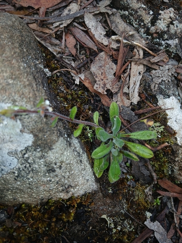 Myosotis australis observed 2026-01-19