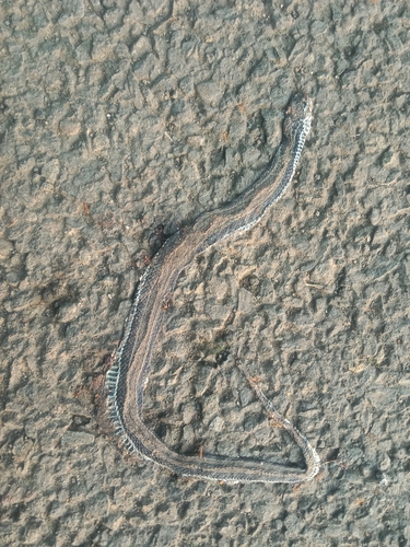 Xenochrophis vittatus