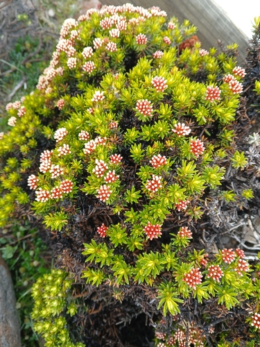 Ozothamnus ledifolius, photograph 4