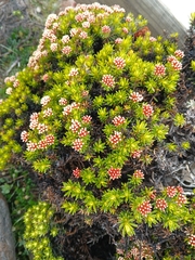 Ozothamnus ledifolius, photograph (c) naturewatchwidow, some rights reserved (CC BY)