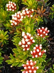 Ozothamnus ledifolius, photograph (c) naturewatchwidow, some rights reserved (CC BY)