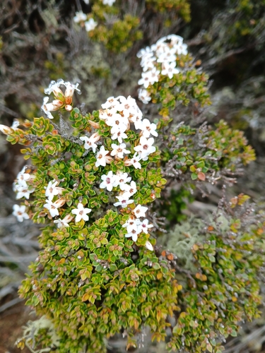 Epacris serpyllifolia, photograph 6