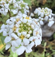 Iberis umbellata, photograph author not stated, no rights reserved