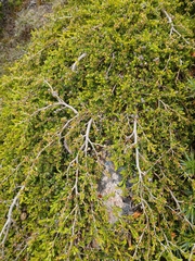 Leptospermum rupestre, photograph (c) naturewatchwidow, some rights reserved (CC BY)