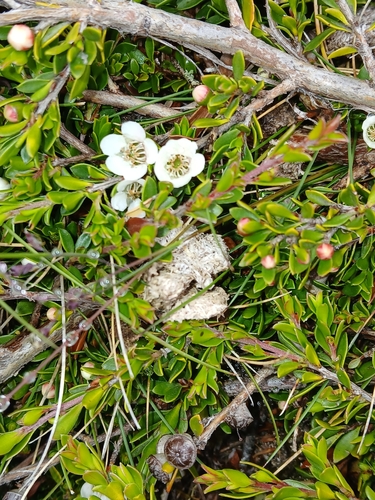 Leptospermum rupestre, photograph 4