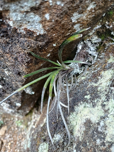 Celmisia asteliifolia, photograph 2