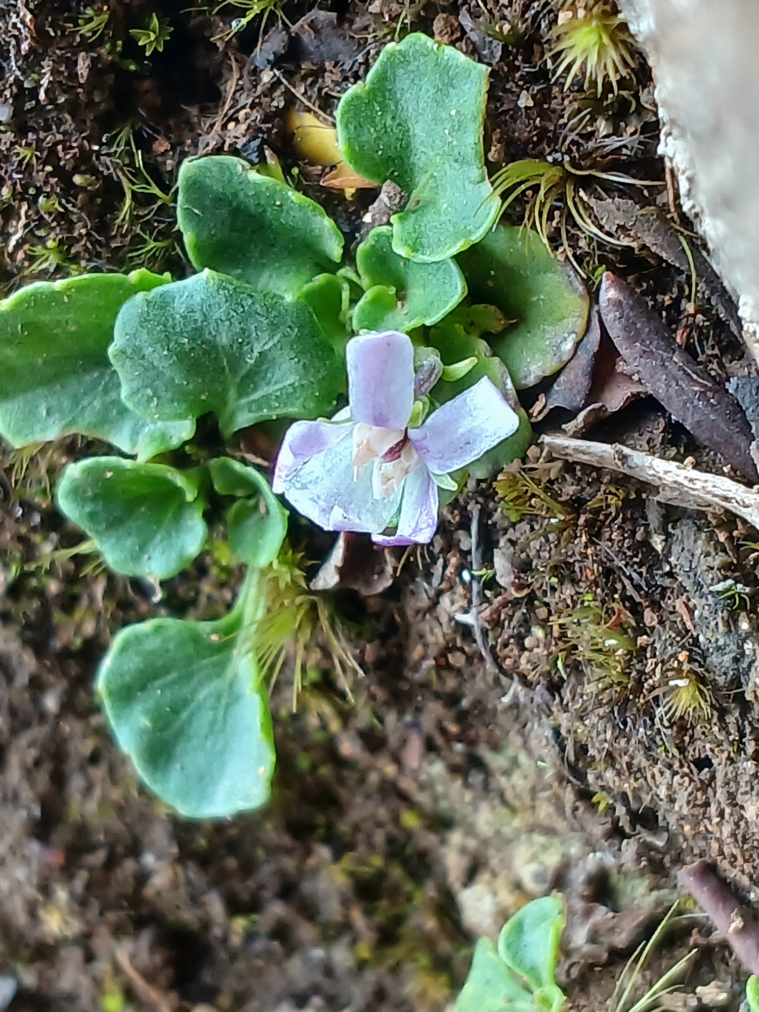 Montane Ivyleaf Violet (Viola curtisiae)