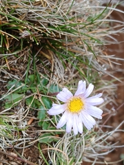 (c) naturewatchwidow, some rights reserved (CC BY) Brachyscome spathulata, photograph (c) naturewatchwidow, some rights reserved (CC BY)