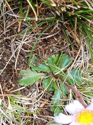Brachyscome spathulata, photograph 6