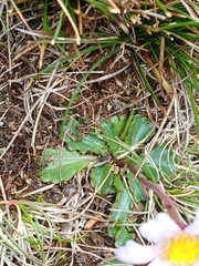 Brachyscome spathulata, photograph (c) naturewatchwidow, some rights reserved (CC BY)