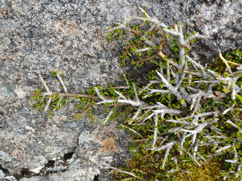 Melicytus angustifolius; photograph (c) Leon Perrie, some rights reserved (CC BY)