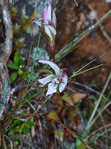 Gentianella diemensis, photograph 5