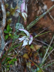 (c) naturewatchwidow, some rights reserved (CC BY) Gentianella diemensis, photograph (c) naturewatchwidow, some rights reserved (CC BY)
