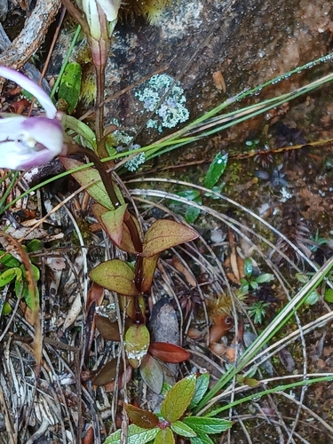 Gentianella diemensis, photograph 6
