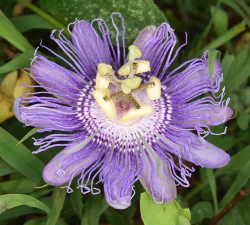 Passiflora incarnata