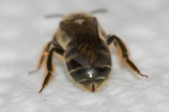 Lasioglossum cinctipes