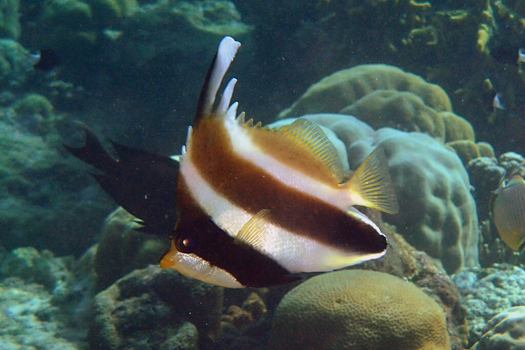 Horned Bannerfish (Heniochus chrysostomus)