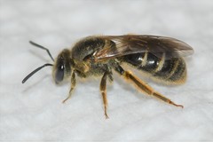 Lasioglossum cinctipes