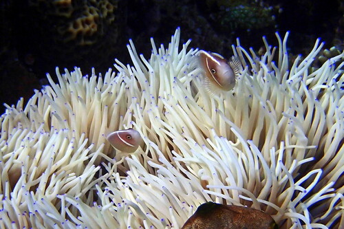Amphiprion perideraion