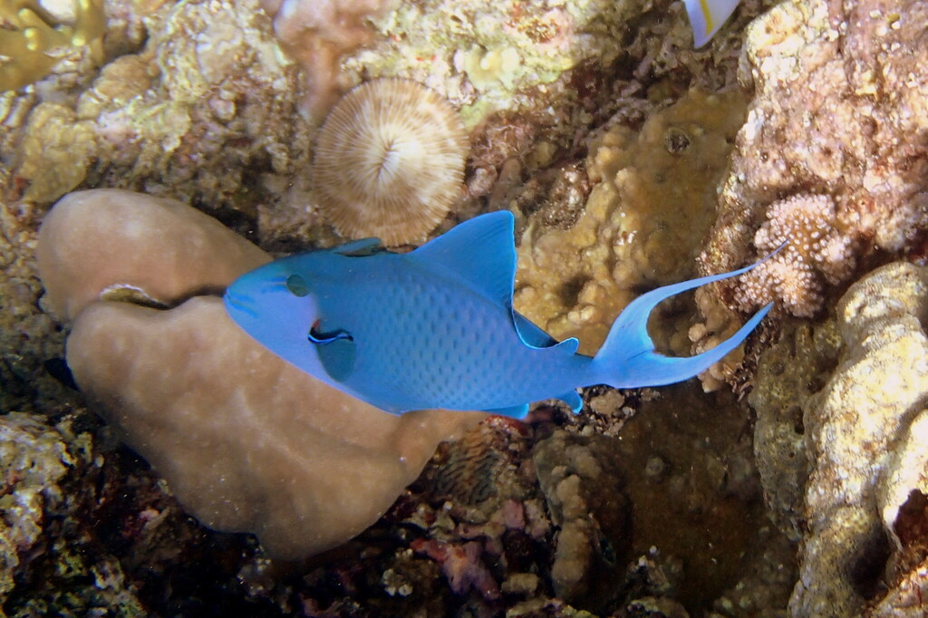 Blue Triggerfish (Odonus niger)
