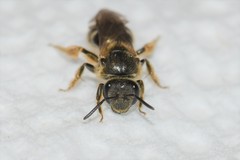 Lasioglossum cinctipes