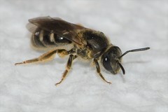 Lasioglossum cinctipes